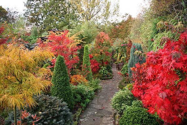 cores brilhantes do jardim de outono