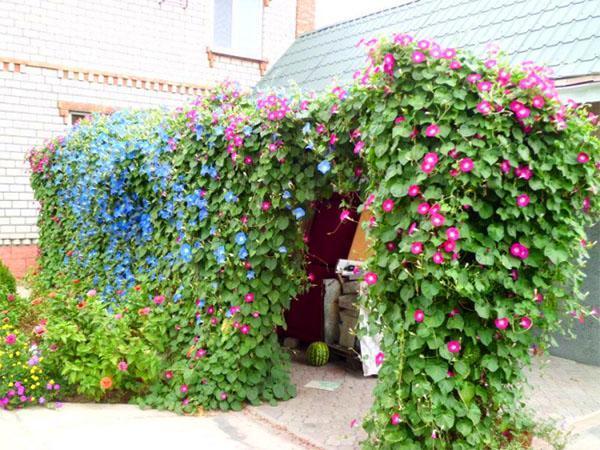 living wall of morning glory
