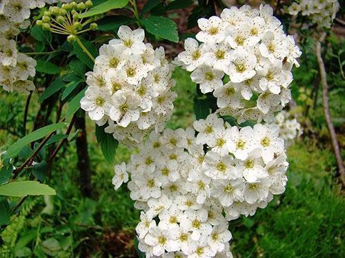 snow-white flowers of spirea