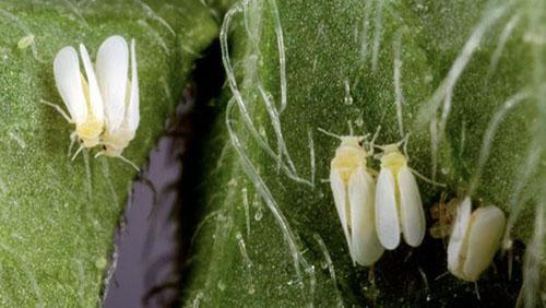 whitefly-ohjaus