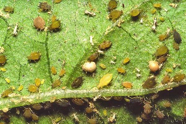fight against aphids by folk methods