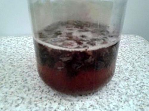 fermentation of raisin sourdough