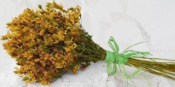 لتحضير الصبغة ، يتم استخدام نبتة سانت جون المجففة والطازجة