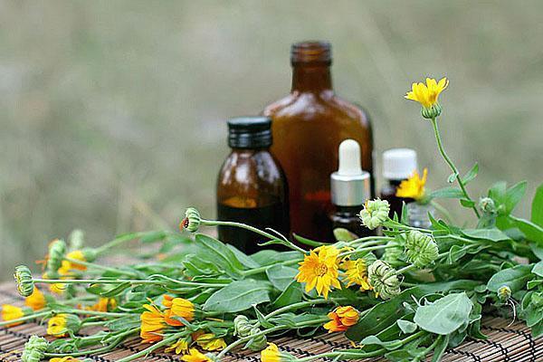 calendula flowers are used to prepare the tincture