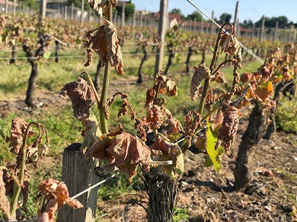 the vineyard is dying
