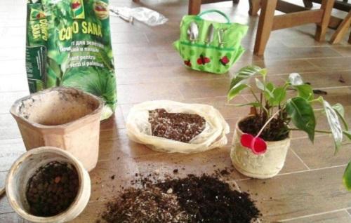 soil for anthurium