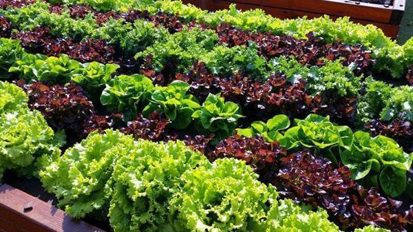 a bed with salad of different varieties