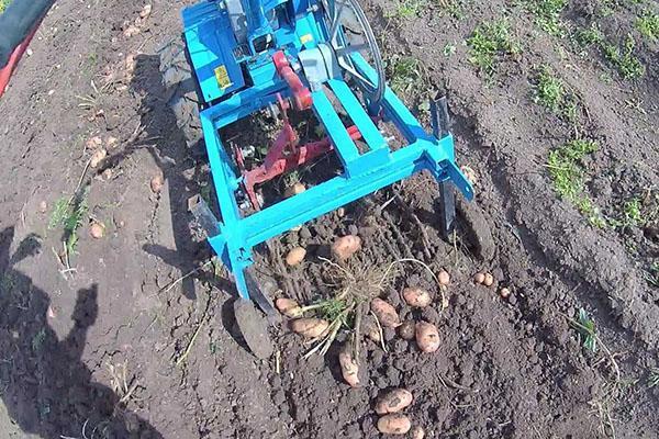 Arracheuse de pommes de terre sur un tracteur à conducteur marchant