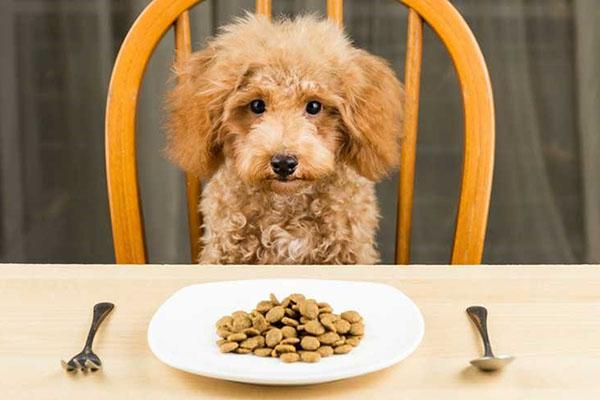 comida nutritiva para cachorro