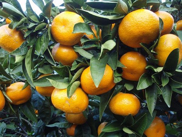 plodící vnitřní mandarinka