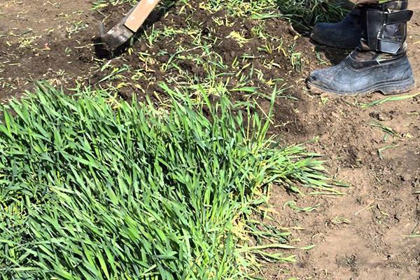 work with green manure before winter