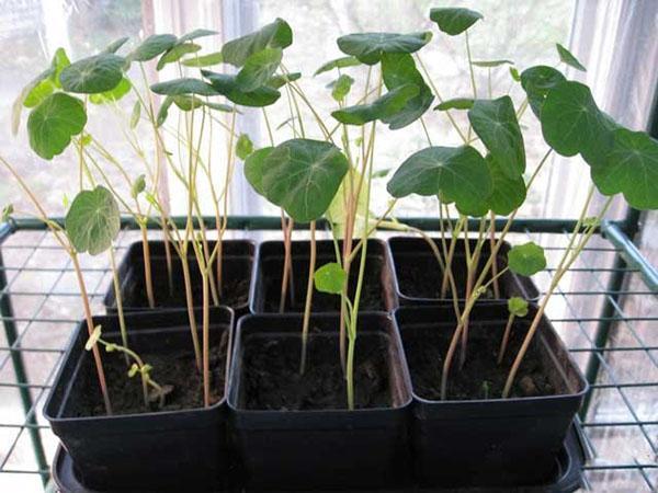 kimplanter af nasturtium