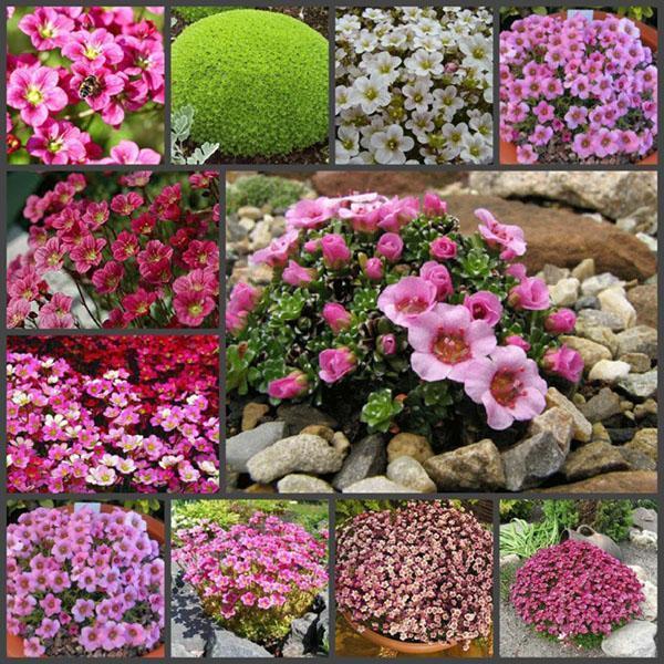 varieties of saxifrage
