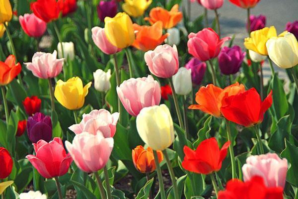 tulipány rôznych odrôd