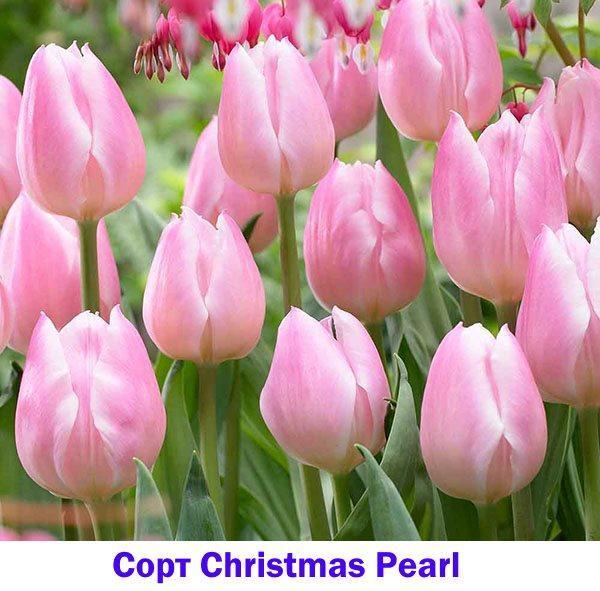 Roze tulp Christmas Pearl
