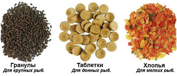 dry food for different types of fish