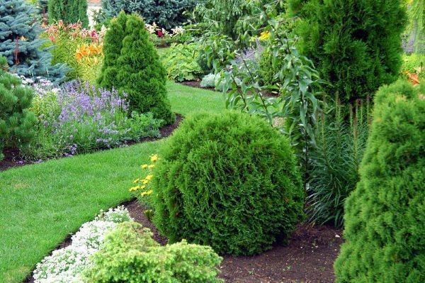 thuja of different varieties on the site