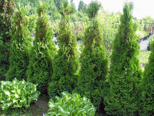thuja Holmstrup will decorate the garden