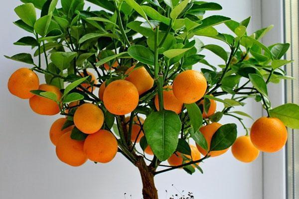 cuidado de tangerina de interior