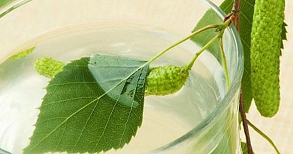 in moderation, birch sap wine is healthy