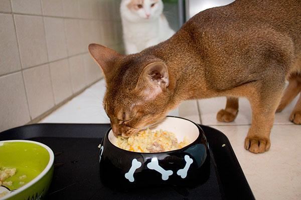 natürliches Futter für Katzen