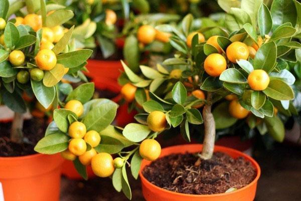 pěstování mandarinek doma