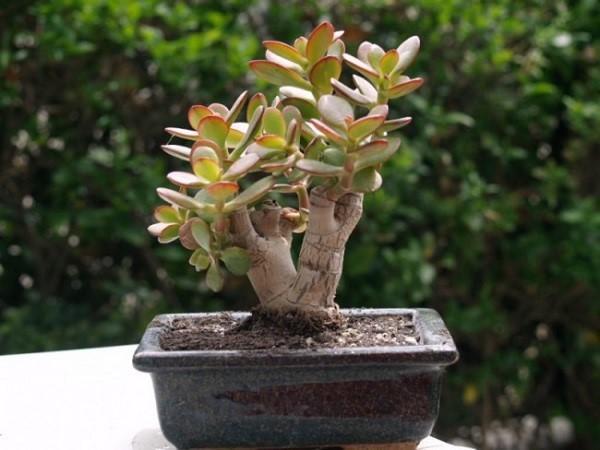 bonsai from fat woman