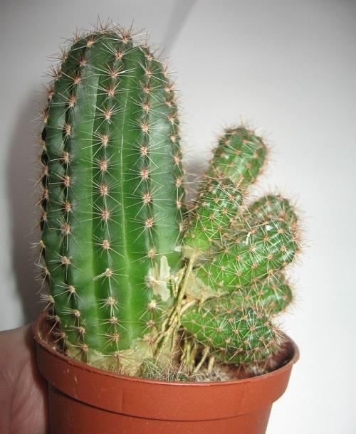 kaktuso kūdikiai