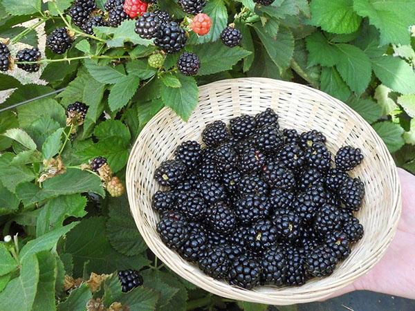 blackberry Ruben หลากหลาย