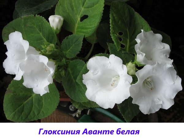 Gloxinia Avante white