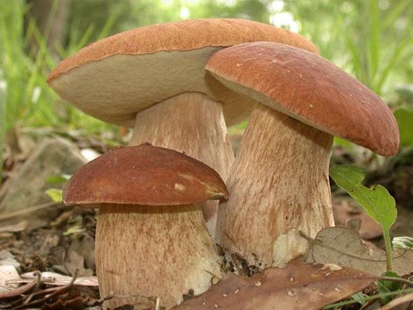 печурке у шуми
