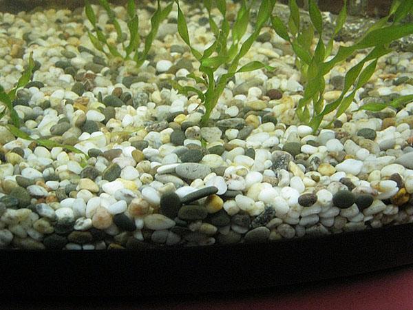 talaj az akvárium számára