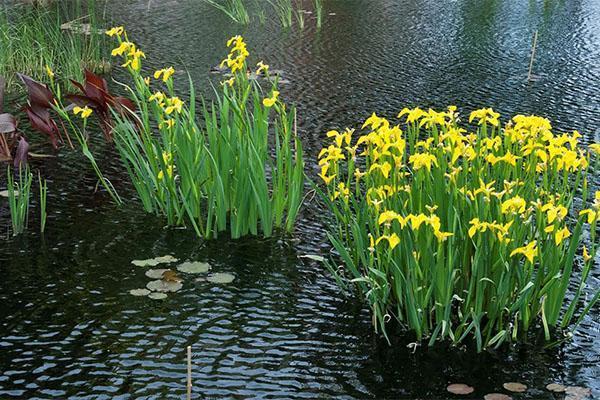 myr iris blommar