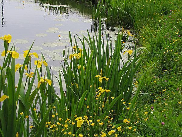 iris des marais sur l'étang