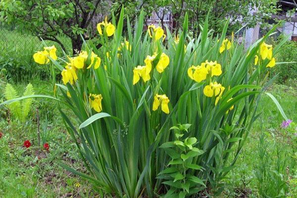 marsh iris potřebuje světlé místo
