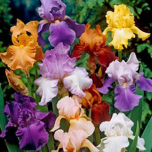 Iris verschiedener Sorten