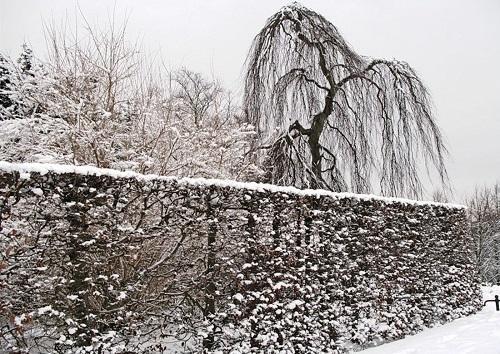 hedge in Siberia