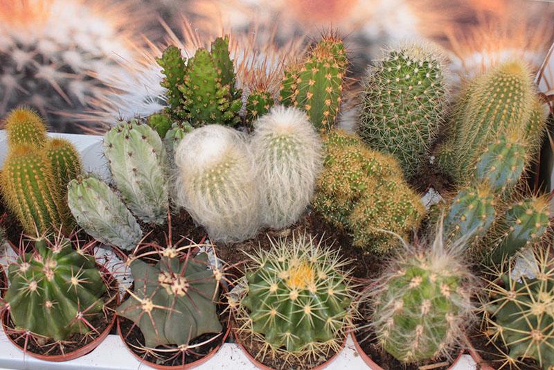 jak se starat o různé druhy kaktusů