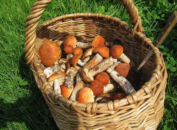 houby sbírané v lese