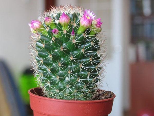 cactus zal bloeien