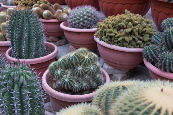 különböző típusú és fajtájú kaktusz