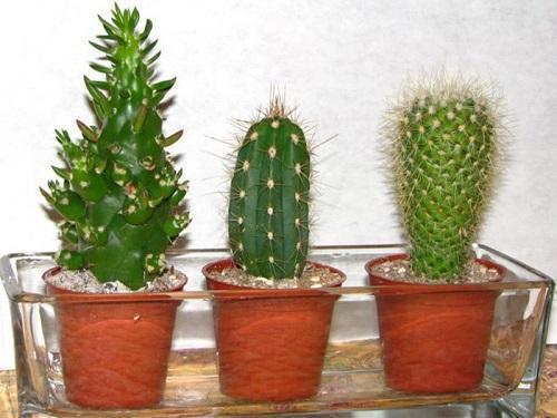 cactussen in een pallet