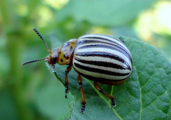Colorado potato beetle