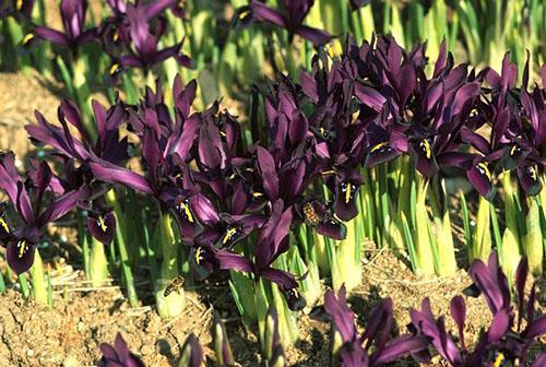 curtain of Siberian iris