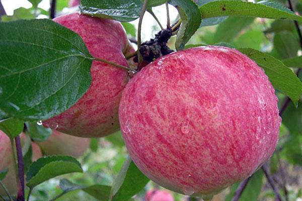 letní odrůdy jablek