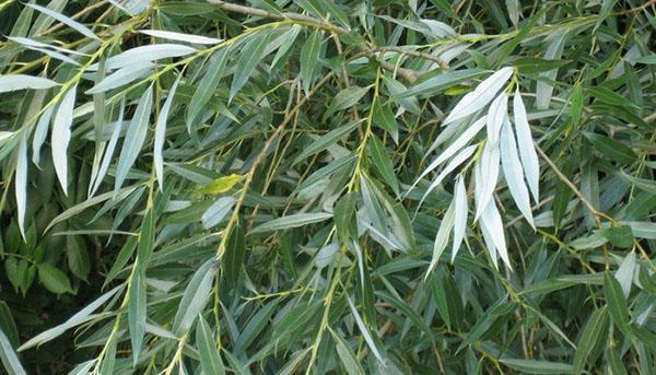 white willow leaves