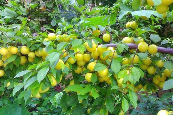 abbondante fruttificazione di prugna ciliegia