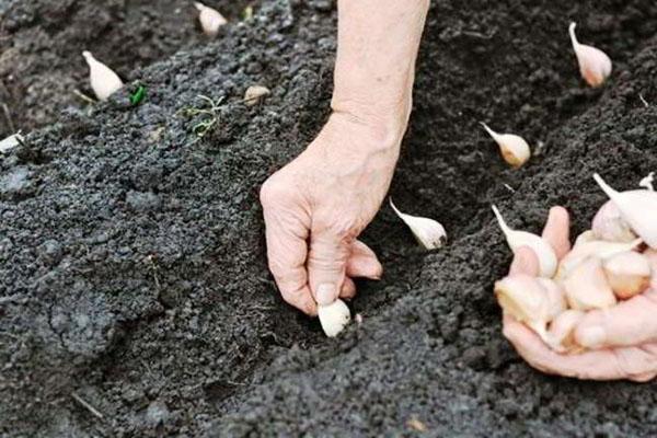 planting garlic in autumn