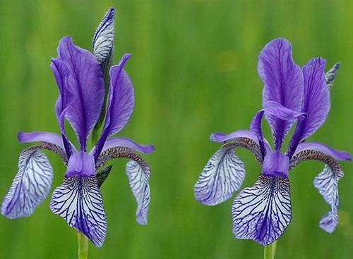 speciell sibirisk iris