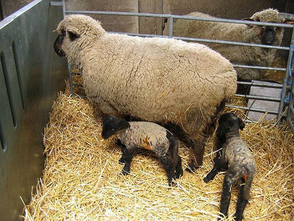 ovce s janjadima